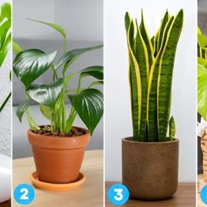 یک گیاه را انتخاب کنید و ببینید درباره شما چه می‌گوید!