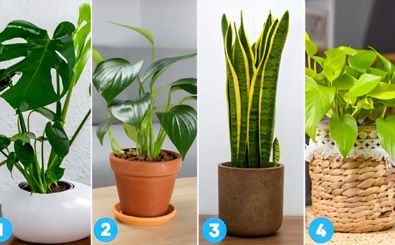 یک گیاه را انتخاب کنید و ببینید درباره شما چه می‌گوید!