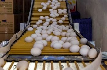 پشت پرده تخم مرغ 650 تومنی چیست؟