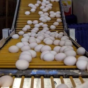 پشت پرده تخم مرغ 650 تومنی چیست؟