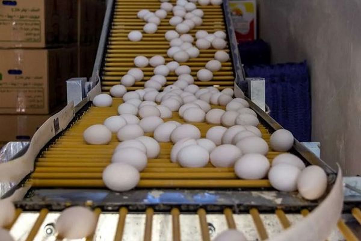 پشت پرده تخم مرغ 650 تومنی چیست؟