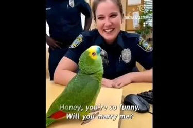 خواستگاری پلیس زن از طوطی/ ویدئو