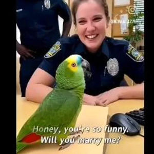 خواستگاری پلیس زن از طوطی/ ویدئو