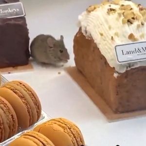 جولان موش‌ها در شیرینی‌فروشی‌های پاریس/ ویدئو