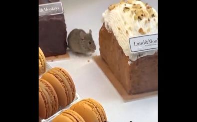 جولان موش‌ها در شیرینی‌فروشی‌های پاریس/ ویدئو