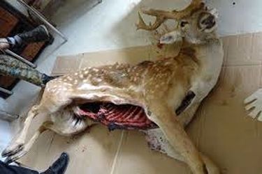 مرد گوزن‌نما در آمریکا به اشتباه شکار شد!/ عکس