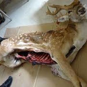 مرد گوزن‌نما در آمریکا به اشتباه شکار شد!/ عکس