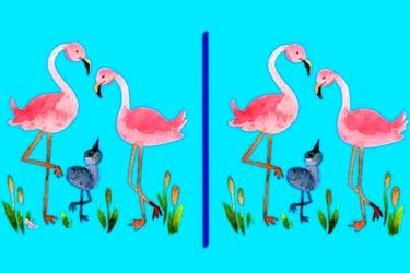آیا می‌توانید ۳ تفاوت تصویر فلامینگوها را پیدا کنید؟