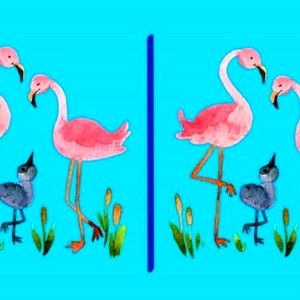 آیا می‌توانید ۳ تفاوت تصویر فلامینگوها را پیدا کنید؟