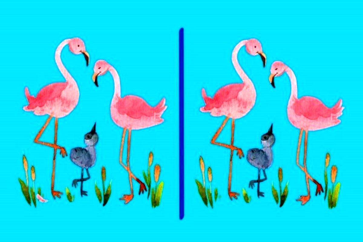 آیا می‌توانید ۳ تفاوت تصویر فلامینگوها را پیدا کنید؟