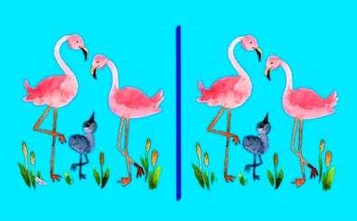 آیا می‌توانید ۳ تفاوت تصویر فلامینگوها را پیدا کنید؟