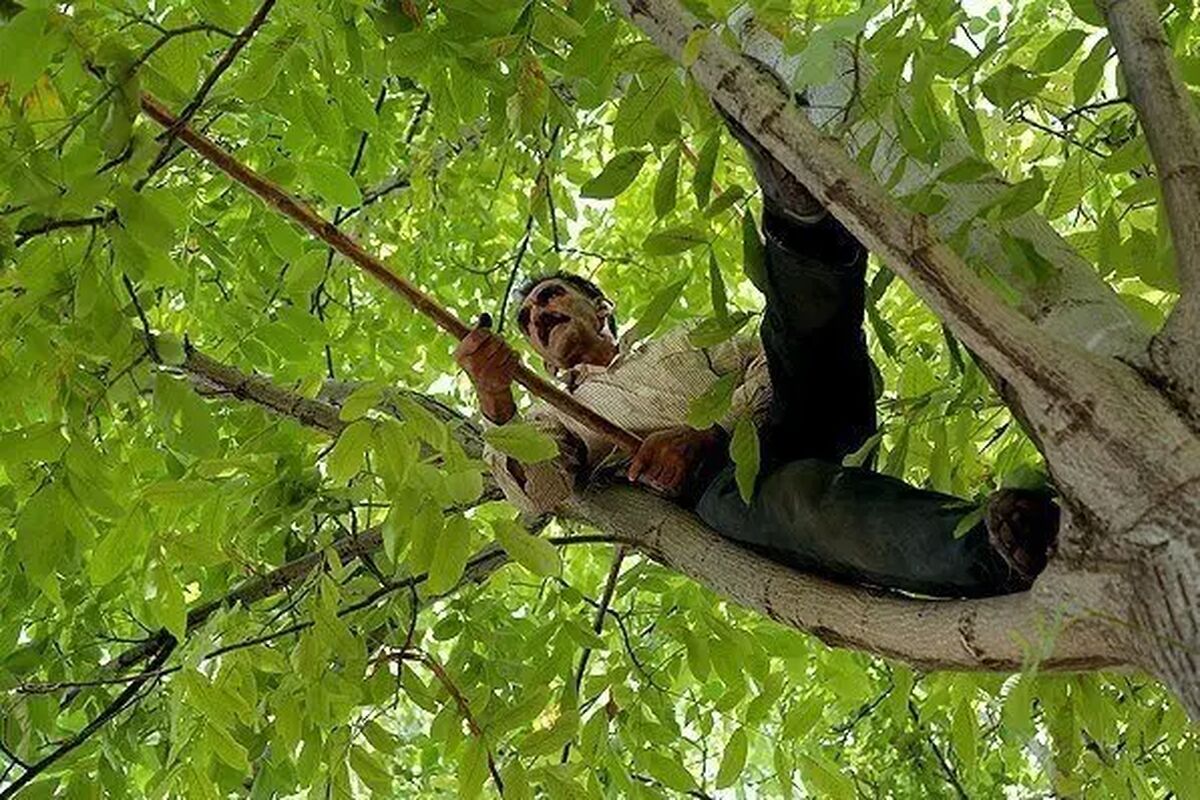 تلفات درخت گردو در ایران از اعتراضات فرانسه بیشتر شد!