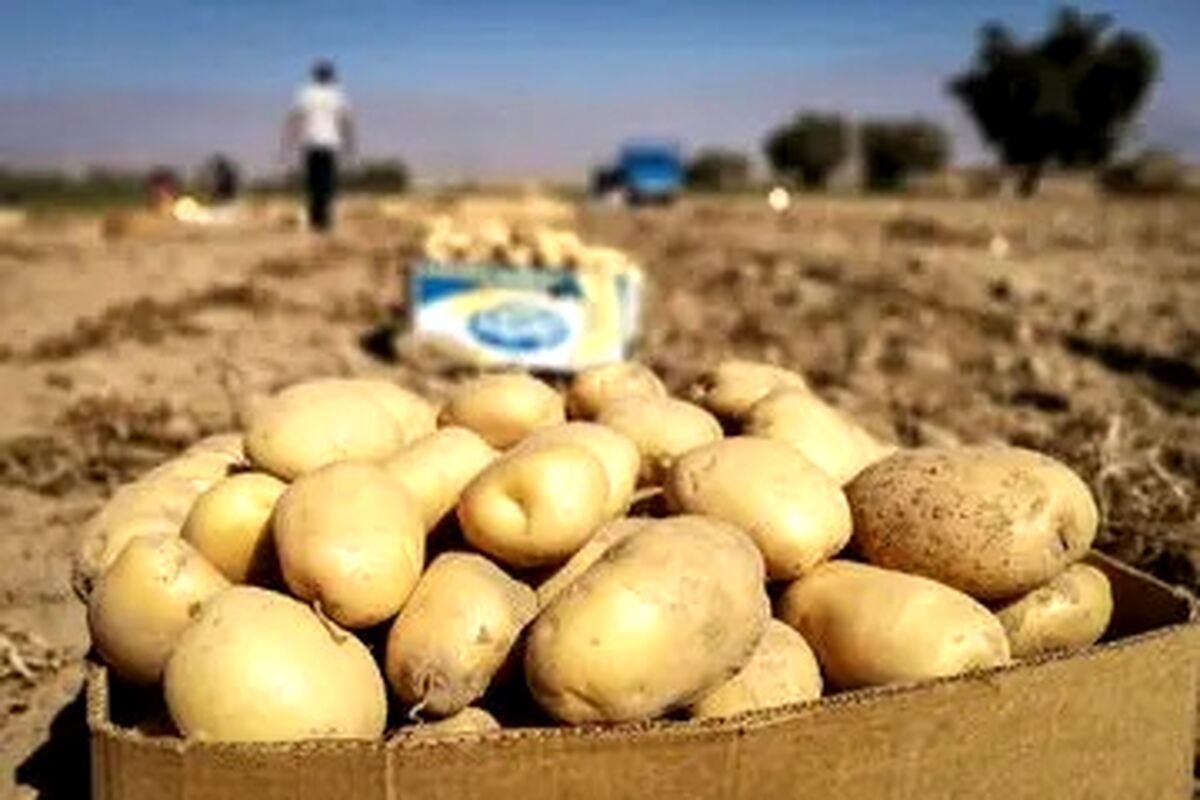 قیمت جدید سیب‌زمینی اعلام شد
