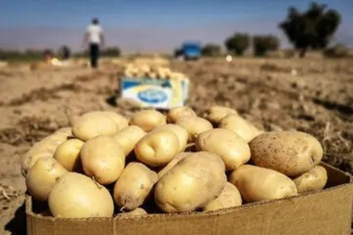 قیمت جدید سیب‌زمینی اعلام شد