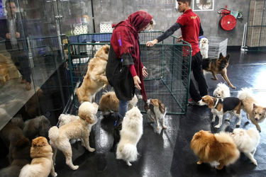 زندگی لوکس سگ‌ها در ایران/ از کافه‌های مخصوص تا تولدهای میلیاردی