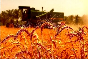 یک مقام مسئول: ۲۰ هزار تومان جایزه برای تحویل گندم در نظر گرفته شد