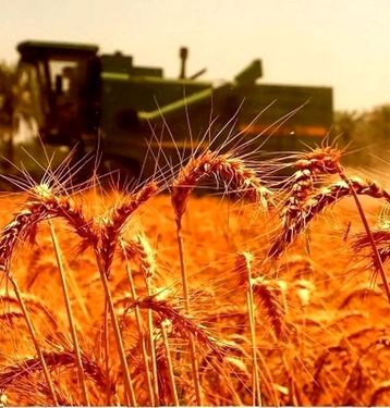 یک مقام مسئول: ۲۰ هزار تومان جایزه برای تحویل گندم در نظر گرفته شد