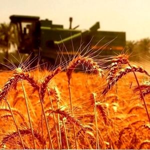 یک مقام مسئول: ۲۰ هزار تومان جایزه برای تحویل گندم در نظر گرفته شد