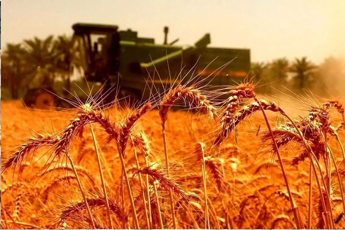 یک مقام مسئول: ۲۰ هزار تومان جایزه برای تحویل گندم در نظر گرفته شد