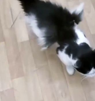 دامپزشکی: تا کنون گربه بالدار مشاهده نکردیم، شاید عجیب الخلقه باشد