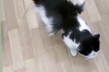 دامپزشکی: تا کنون گربه بالدار مشاهده نکردیم، شاید عجیب الخلقه باشد