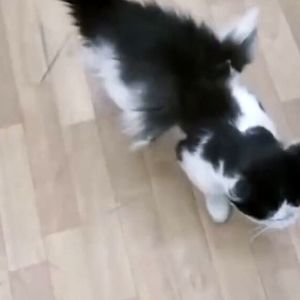 دامپزشکی؛ تا کنون گربه بالدار مشاهده نکردیم، شاید عجیب الخلقه باشد