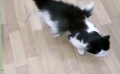 دامپزشکی: تا کنون گربه بالدار مشاهده نکردیم، شاید عجیب الخلقه باشد